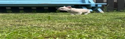 French Bulldog dogs for sale: French bulldogs ready to go now - Advert 7