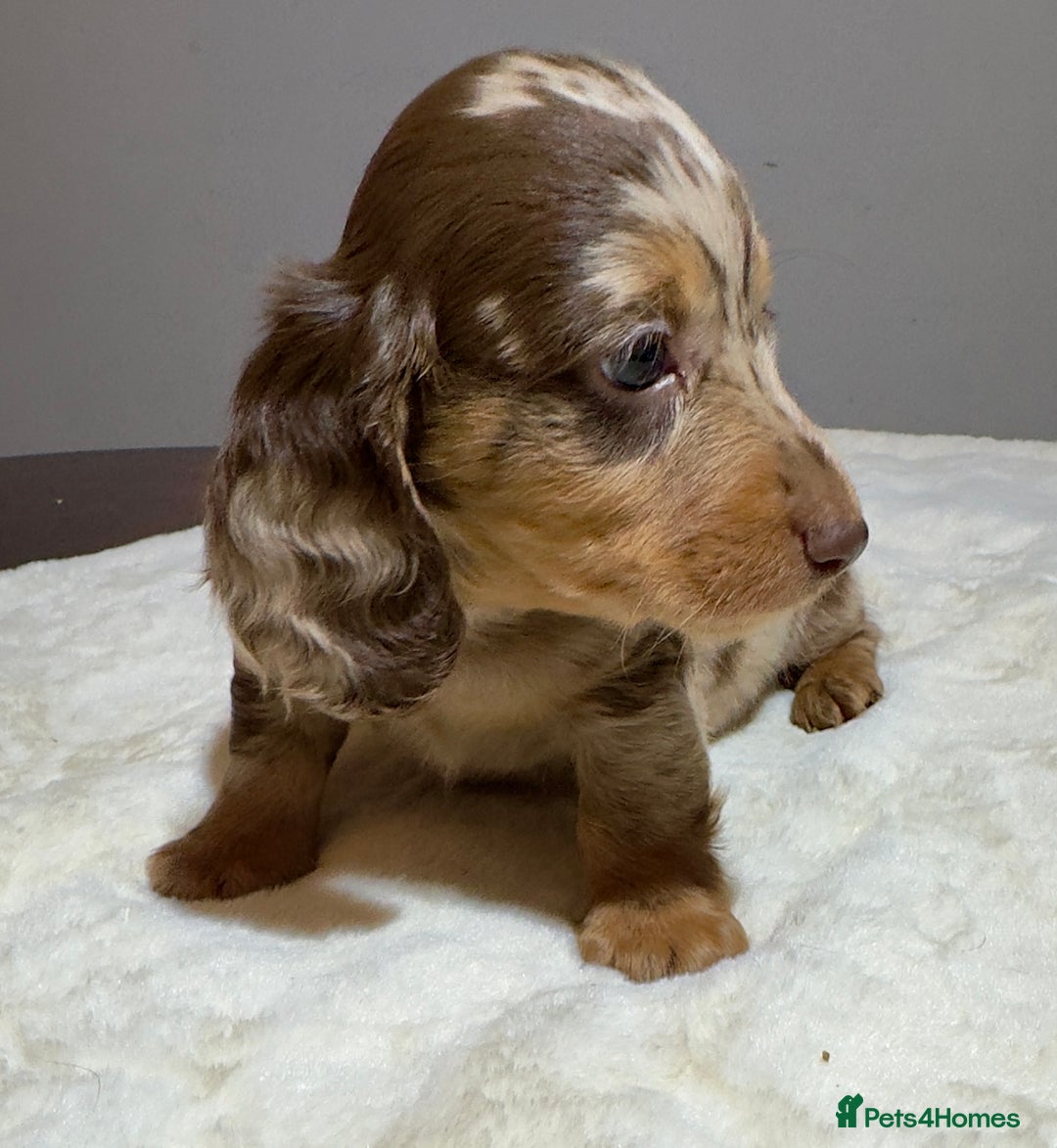 Miniature Dachshund dogs for sale: Dachshund miniature long hair - Advert 21