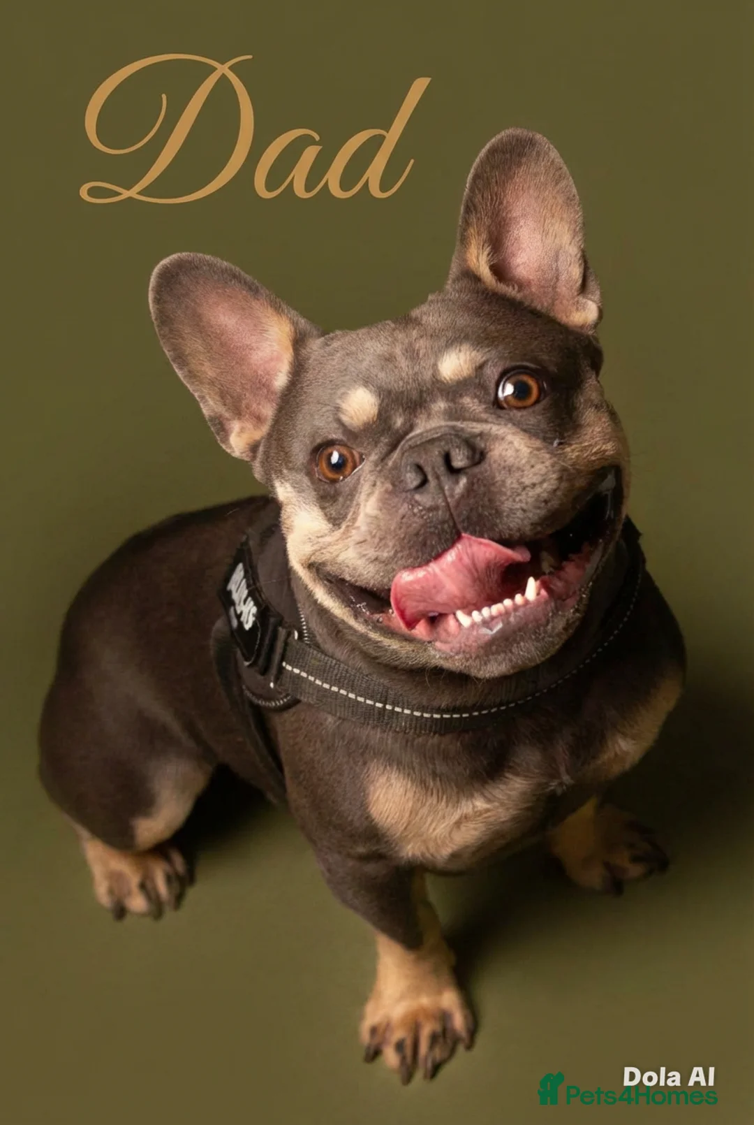 French Bulldog dogs for sale: French Bulldog Blue and Tan Puppies in Great Yarmouth - Advert 11