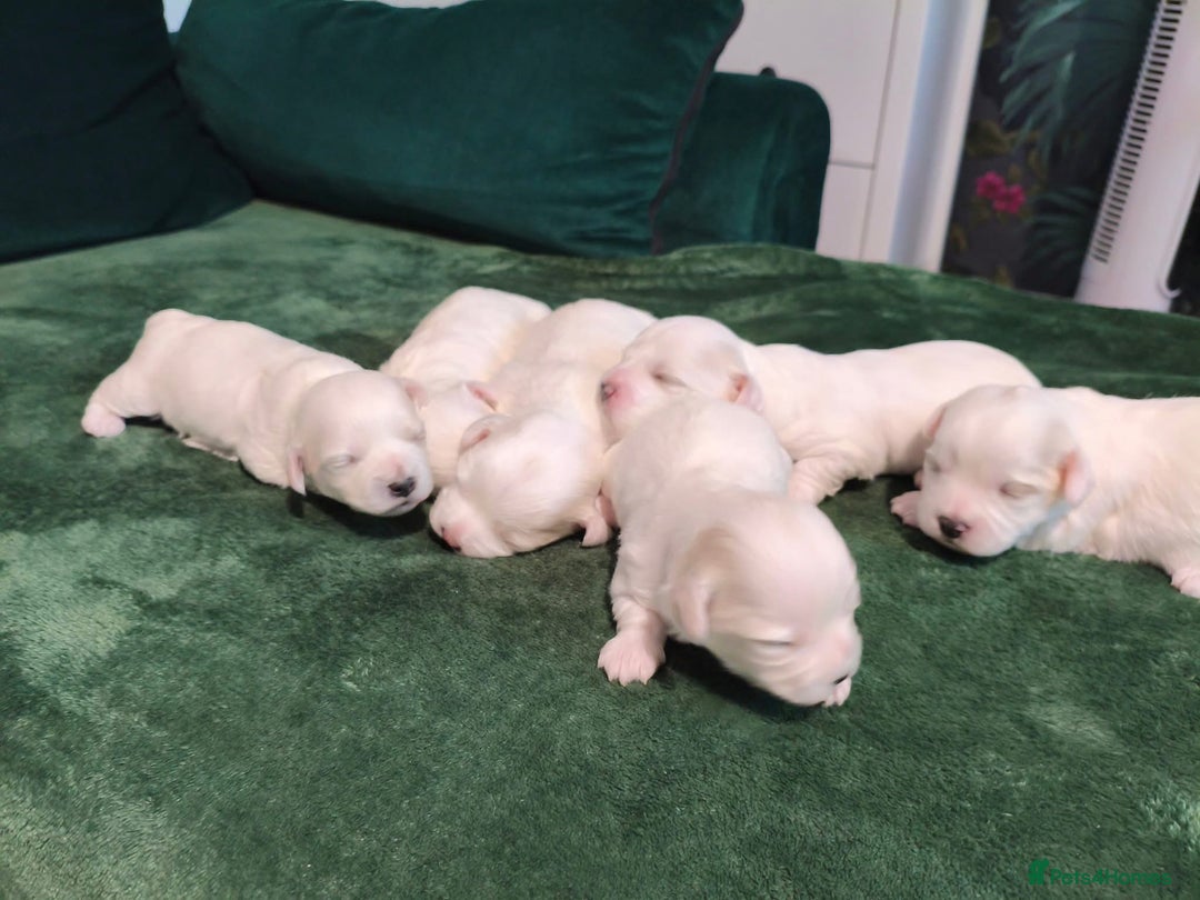 Maltese dogs for sale: Bichon maltese puppies  - Image 3