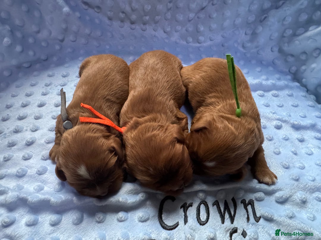 Cavalier King Charles Spaniel dogs for sale: CAVALIER KING CHARLES SPANIEL LICENSED KC HEALTH - Advert 3