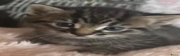 Mixed Breed cats for sale: Mixed breed kittens  - Advert 6