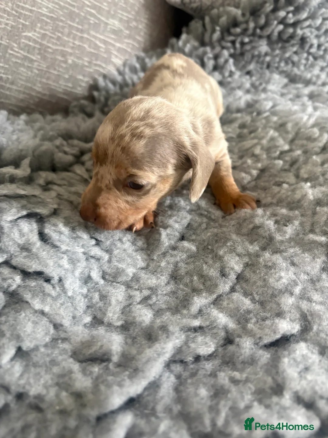 Dachshund dogs for sale: Isabella Dapple Dashound puppy’s  in Middlesbrough - Advert 2