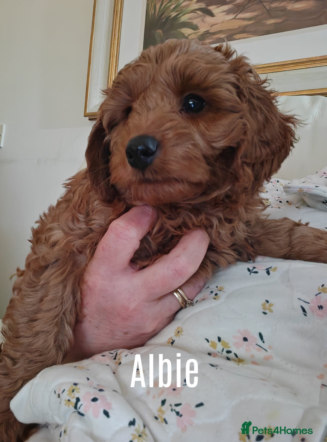 Cockapoo dogs for sale: Cockerpoo puppies  - Advert 6