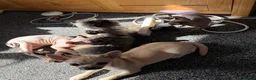 Mixed Breed dogs for sale: Beautiful chihuahua x shihtzu rehome  - Advert 8