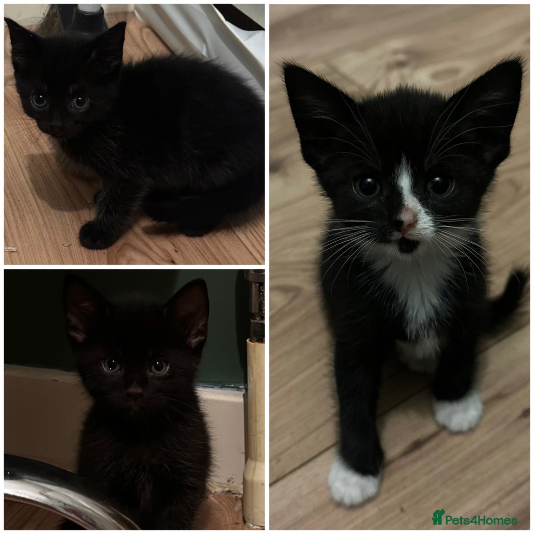 Black Cat Baby Cats For Adoption READY NOW! Gorgeous Black B