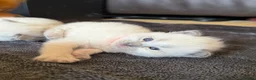 Ragdoll cats for sale: 5 Ragdoll kittens - Advert 26
