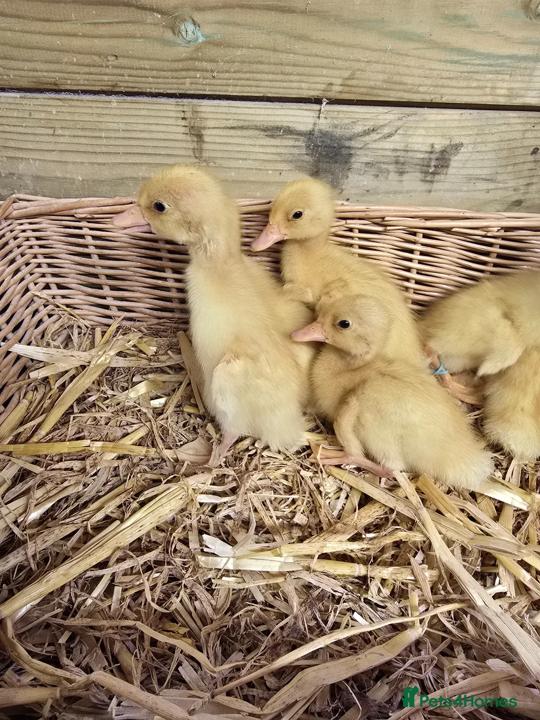 Ducks poultry for sale: White Indian Runner ducklings  - Advert 3