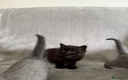 British Longhair cats for sale: British longhair kitten - Image 2