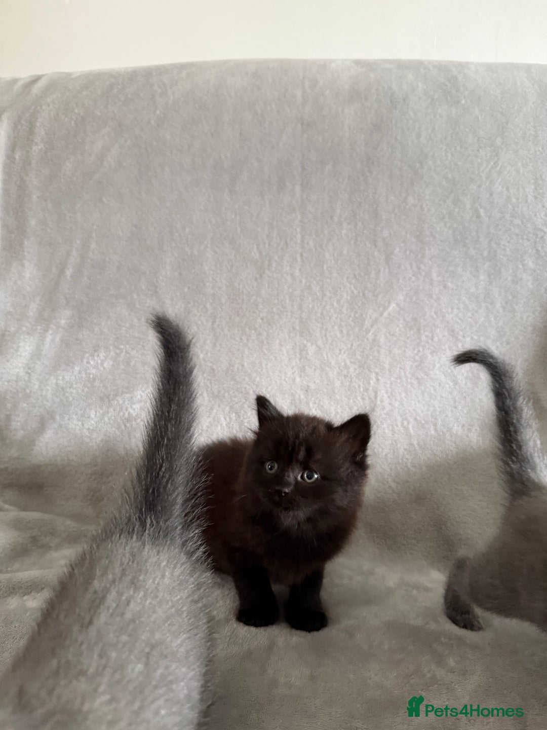 British Longhair cats for sale: British longhair kitten - Image 2