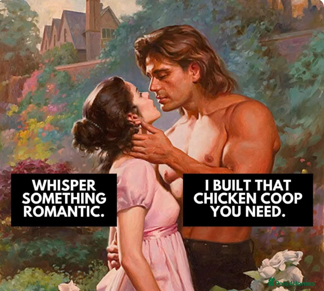 Mixed Breed poultry for sale: Deluxe Eco Hen Ark c/w Run - Recycled - 10/18 Hens - Advert 5