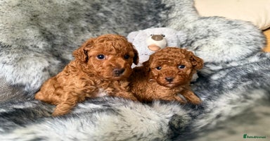 Toy Poodle dogs - Advert 9