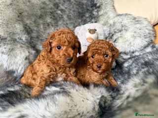 Toy Poodle dogs - Advert 8