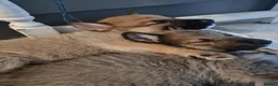 Mixed Breed dogs for sale: Shepskys 😍  in Colchester - Advert 9