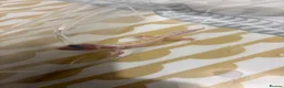 Leopard Gecko reptiles for sale: Leopard Gecko  in London - Advert 3