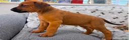 Rhodesian Ridgeback dogs for sale: European Champion Pedigree KC  - Advert 5