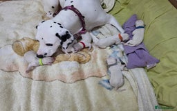 Dalmatian dogs for sale: 100% DALMATIAN LITTER - Image 11
