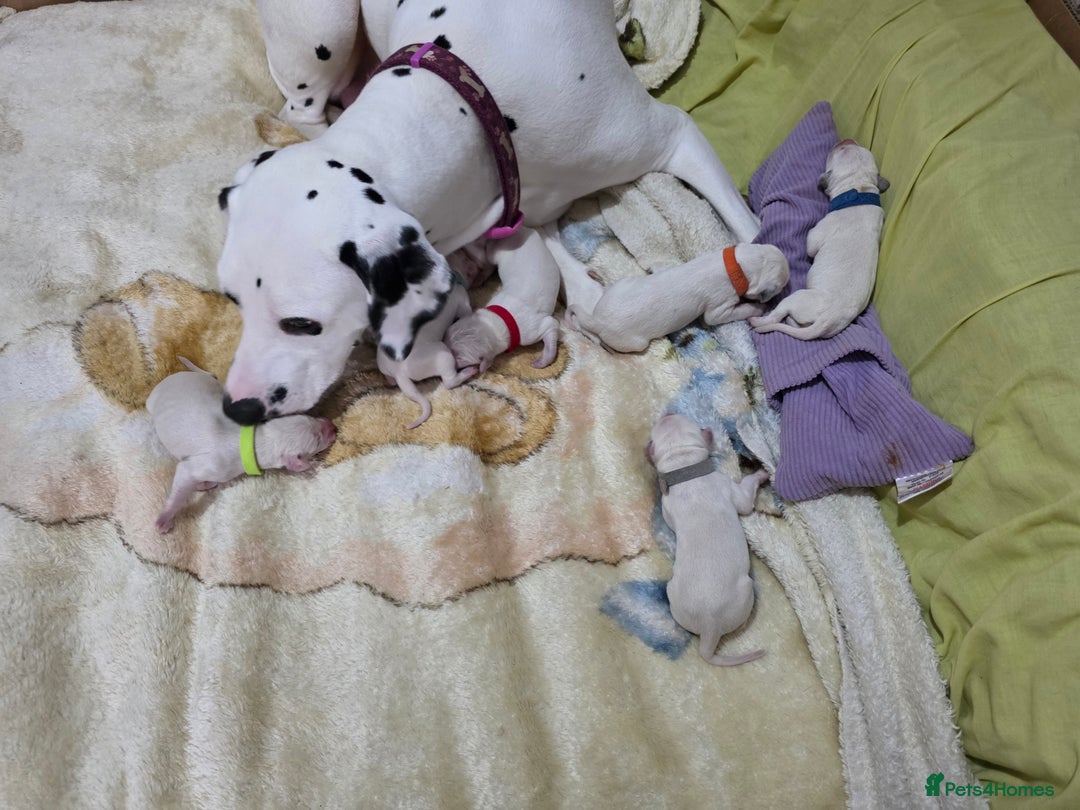 Dalmatian dogs for sale: 100% DALMATIAN LITTER - Image 11