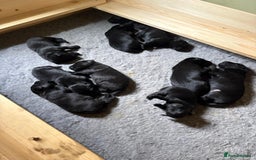 Mixed Breed dogs for sale: Flat coat retriever x black labrador - Image 2