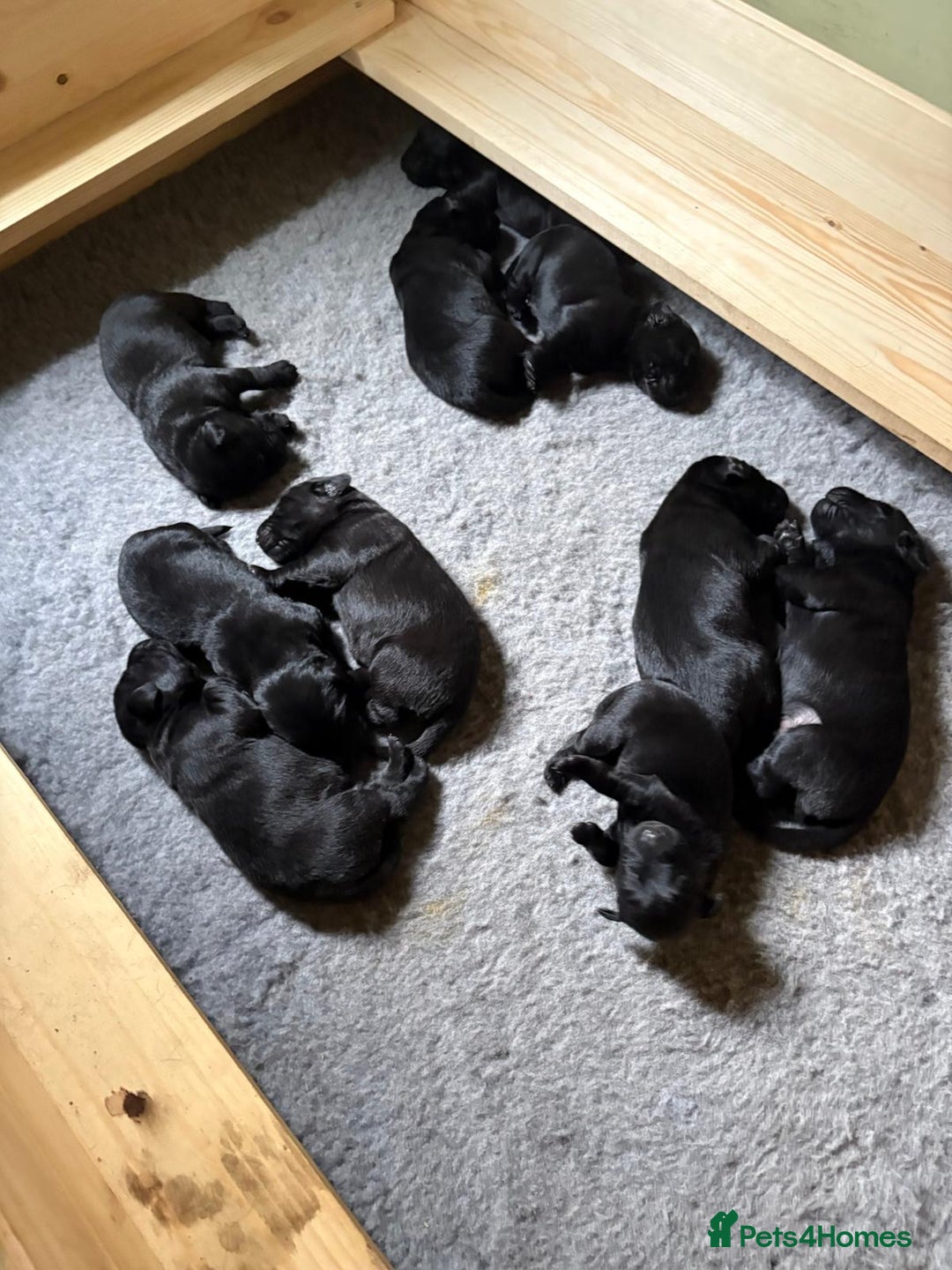 Mixed Breed dogs for sale: Flat coat retriever x black labrador - Image 2