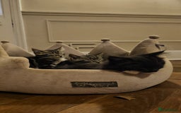 Maine Coon cats for sale: Tabby Maine coon x kittens. Ready to leave - Image 4