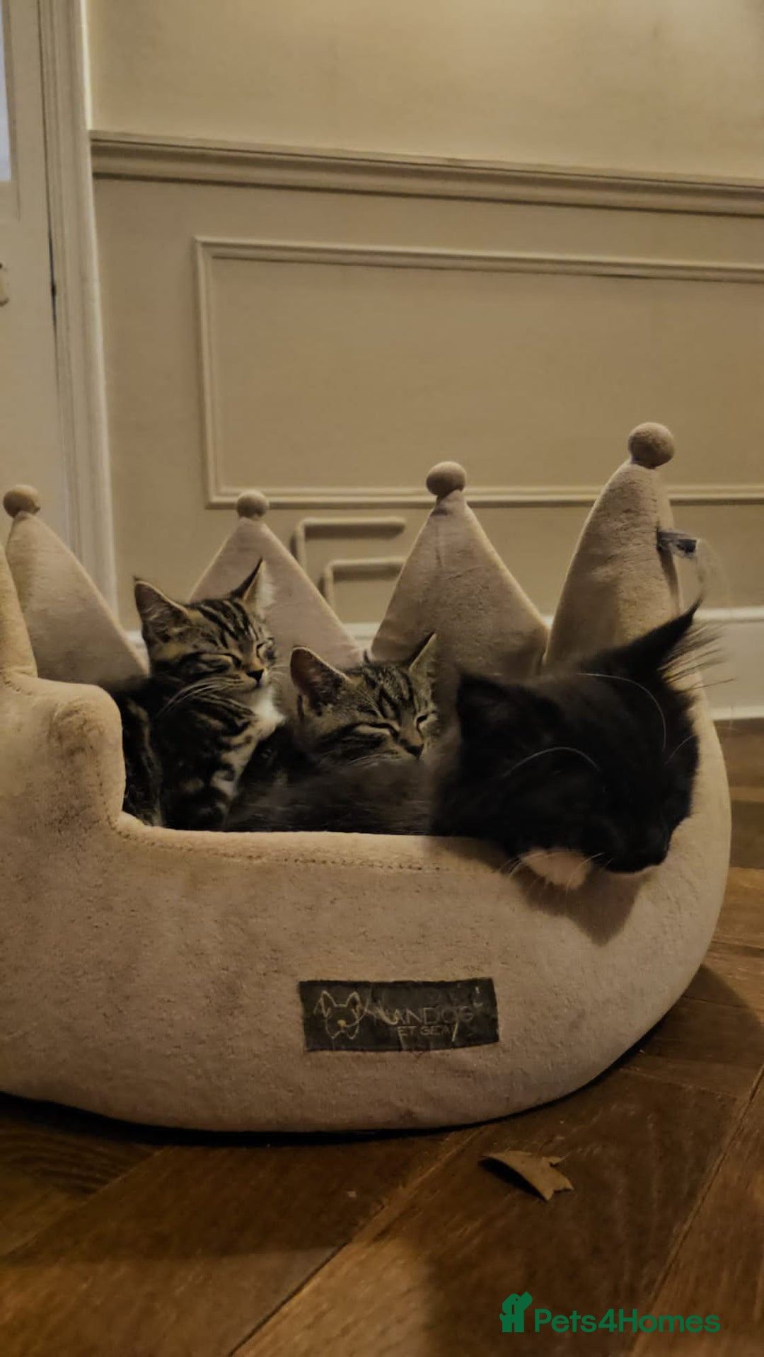 Maine Coon cats for sale: Tabby Maine coon x kittens. Ready to leave - Image 4