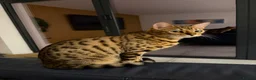 Bengal cats for sale: Stunning Bengal cross boy  - Advert 9