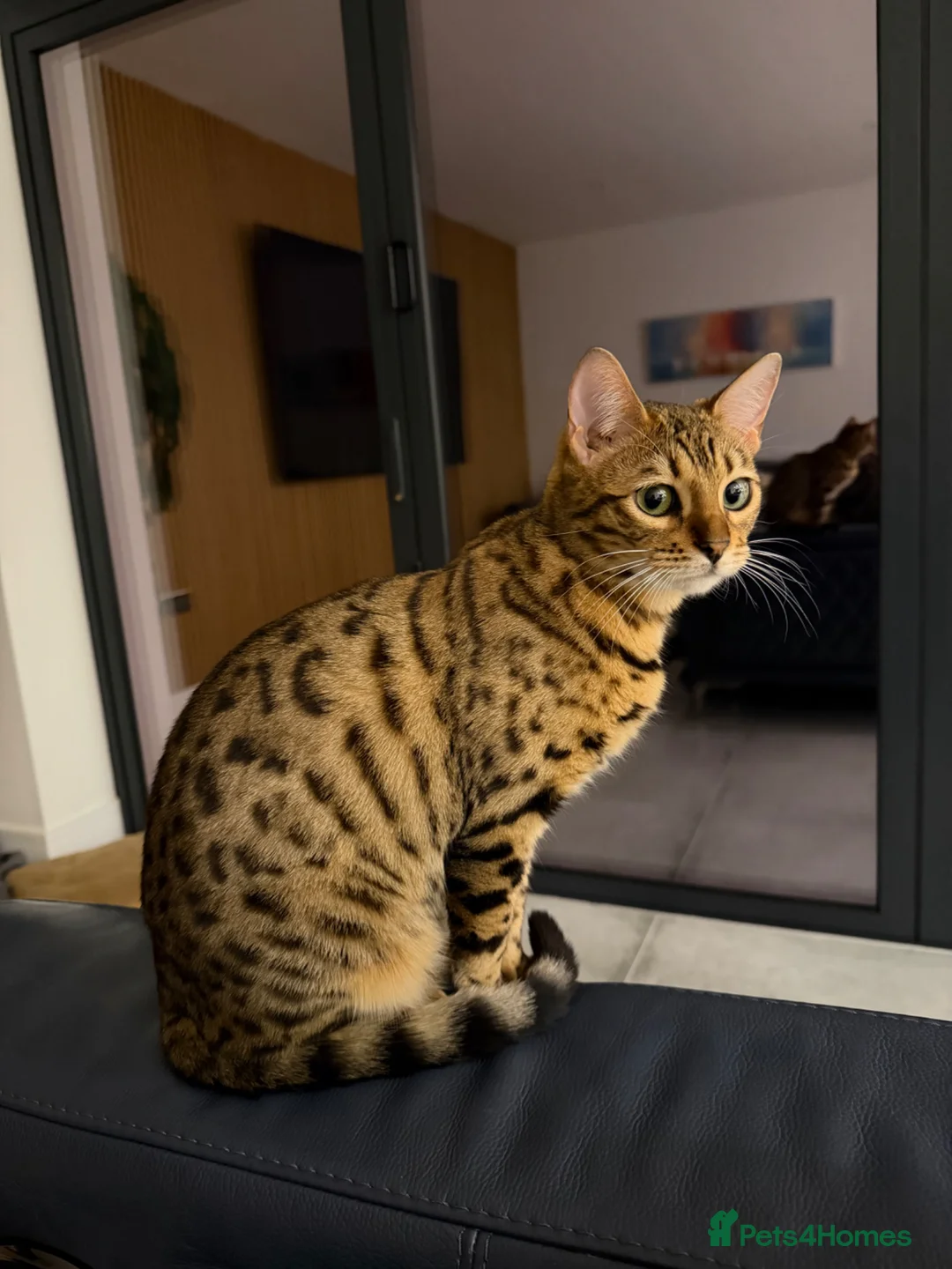 Bengal cats for sale: Stunning Bengal cross boy  - Advert 9