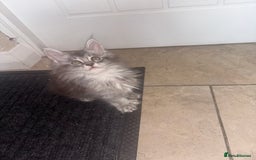 Maine Coon cats for sale: Beautiful Maine coon kittens TICA registered  - Image 11