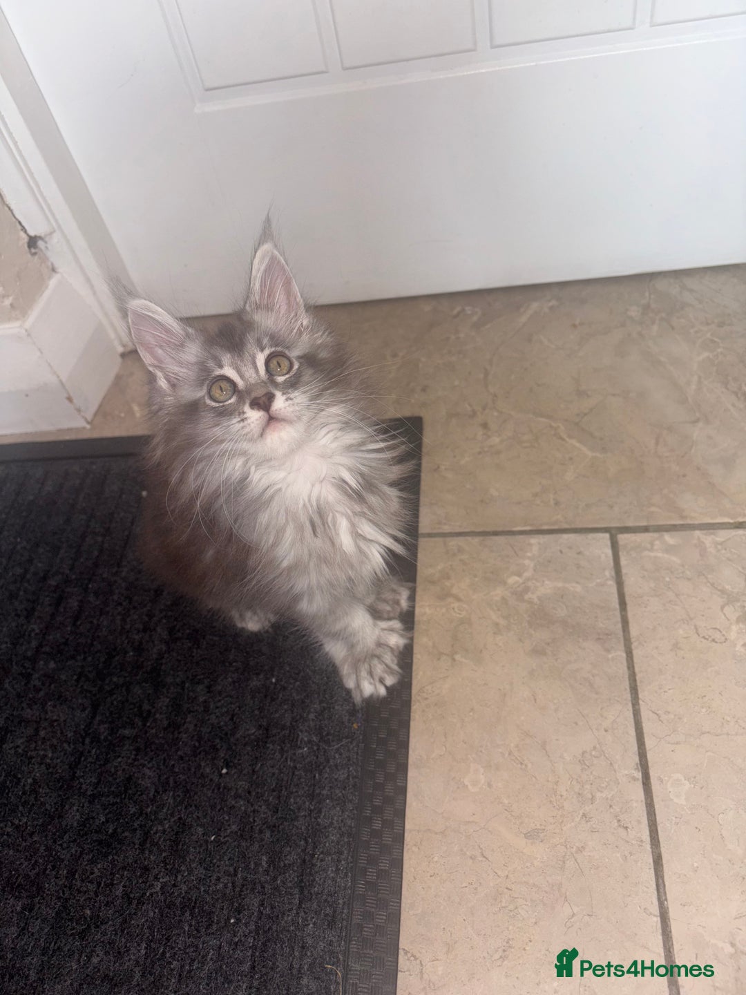 Maine Coon cats for sale: Beautiful Maine coon kittens TICA registered  - Image 11