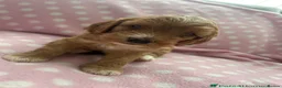 Cockapoo dogs for sale: Extensively Health Tested Parents! Beautiful! - Advert 8