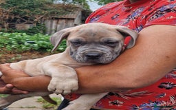 Cane Corso dogs for sale: Beautiful Cane Corsos READY TO GO - Image 3