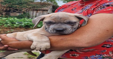 Cane Corso dogs - Advert 3