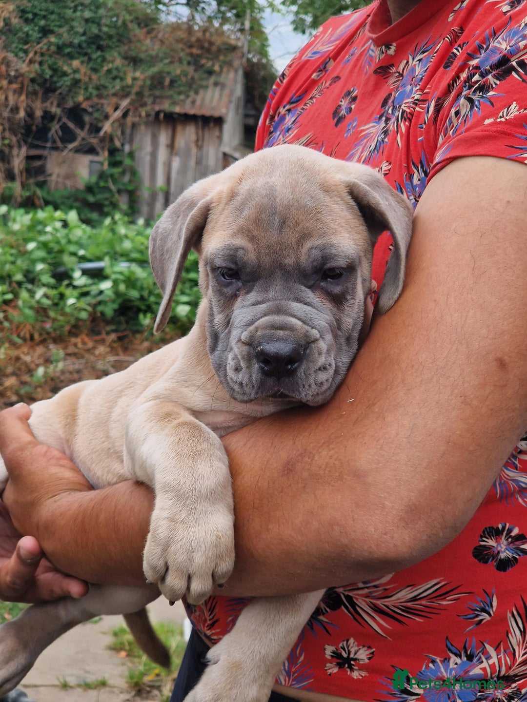 Cane Corso dogs for sale: Beautiful Cane Corsos READY TO GO - Image 3