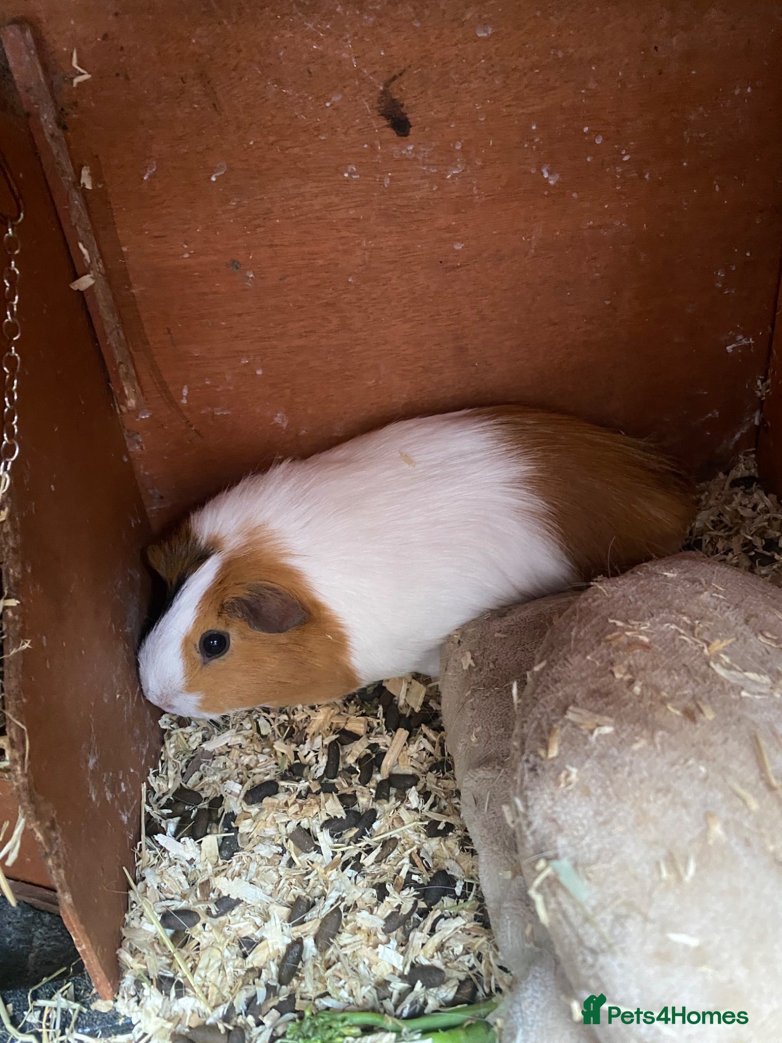 Guinea Pig rodents Mixed Guinea pigs  - Advert 1
