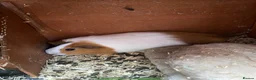 Guinea Pig rodents for sale: Mixed Guinea pigs  in Sunderland - Advert 1