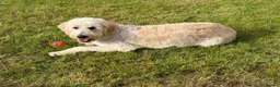 Goldendoodle dogs for sale: 1Y Doodle  - Advert 3