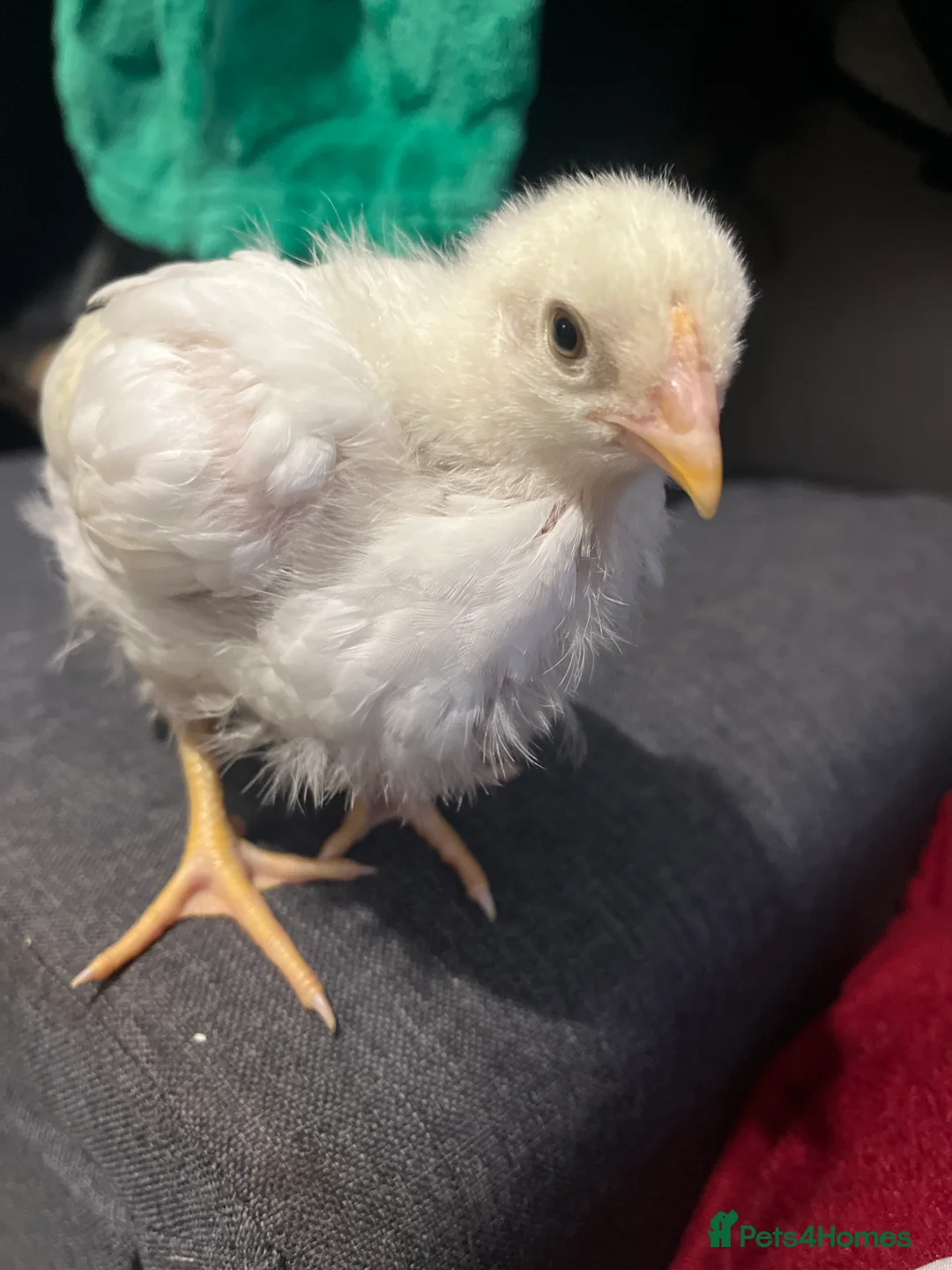 Chickens poultry for sale: Aseel x leghorn and aseel x light sussex chiks  in Bristol - Advert 1