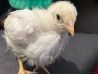 Chickens poultry Aseel x leghorn and aseel x light sussex chiks in Bristol - Advert 3