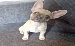 French Bulldog dogs for sale: 3 French bulldog females - Image 6