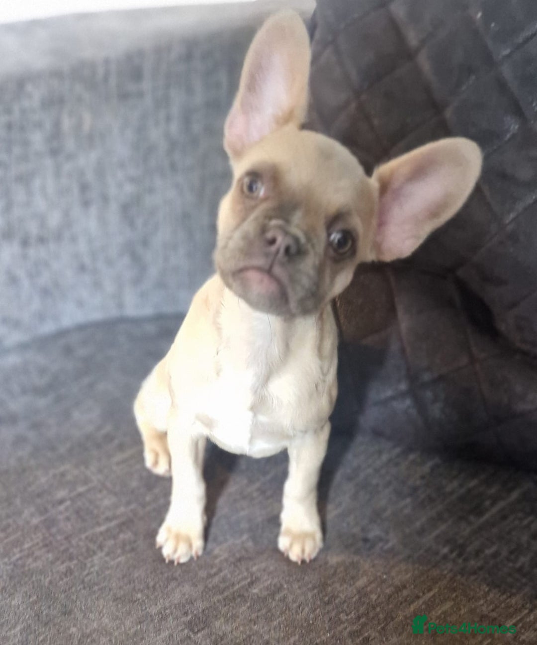 French Bulldog dogs for sale: 3 French bulldog females - Image 6