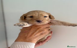 Labradoodle dogs for sale: Miniature Labradoodle Pups - Image 26