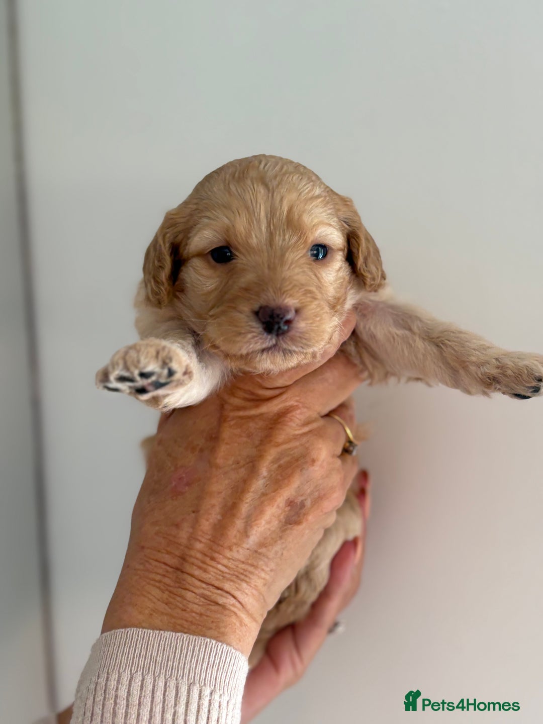 Labradoodle dogs for sale: Miniature Labradoodle Pups - Image 26