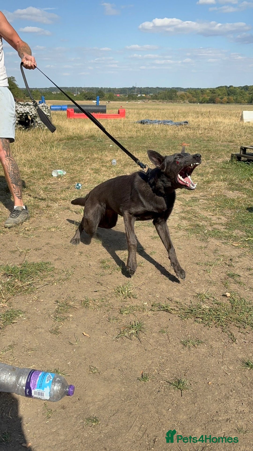 Belgian Shepherd Dog dogs for sale: Blue Dutch Herder - Image 4