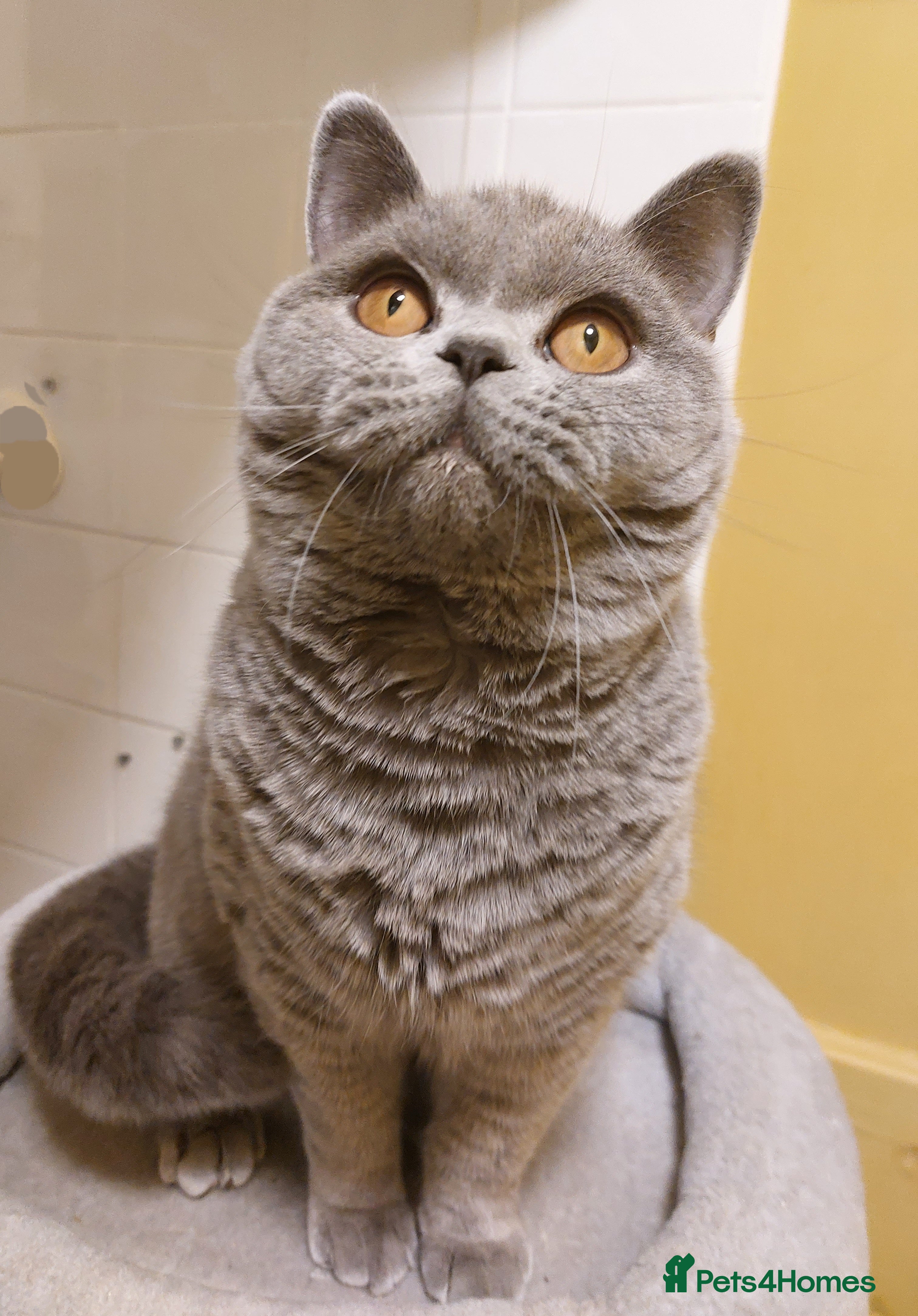 British Shorthair cats ‼️PRESTIGIOUS‼️🏆CH SIRED FEMAL - Advert 2