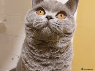 British Shorthair cats ‼️PRESTIGIOUS‼️🏆CH SIRED FEMAL - Advert 2