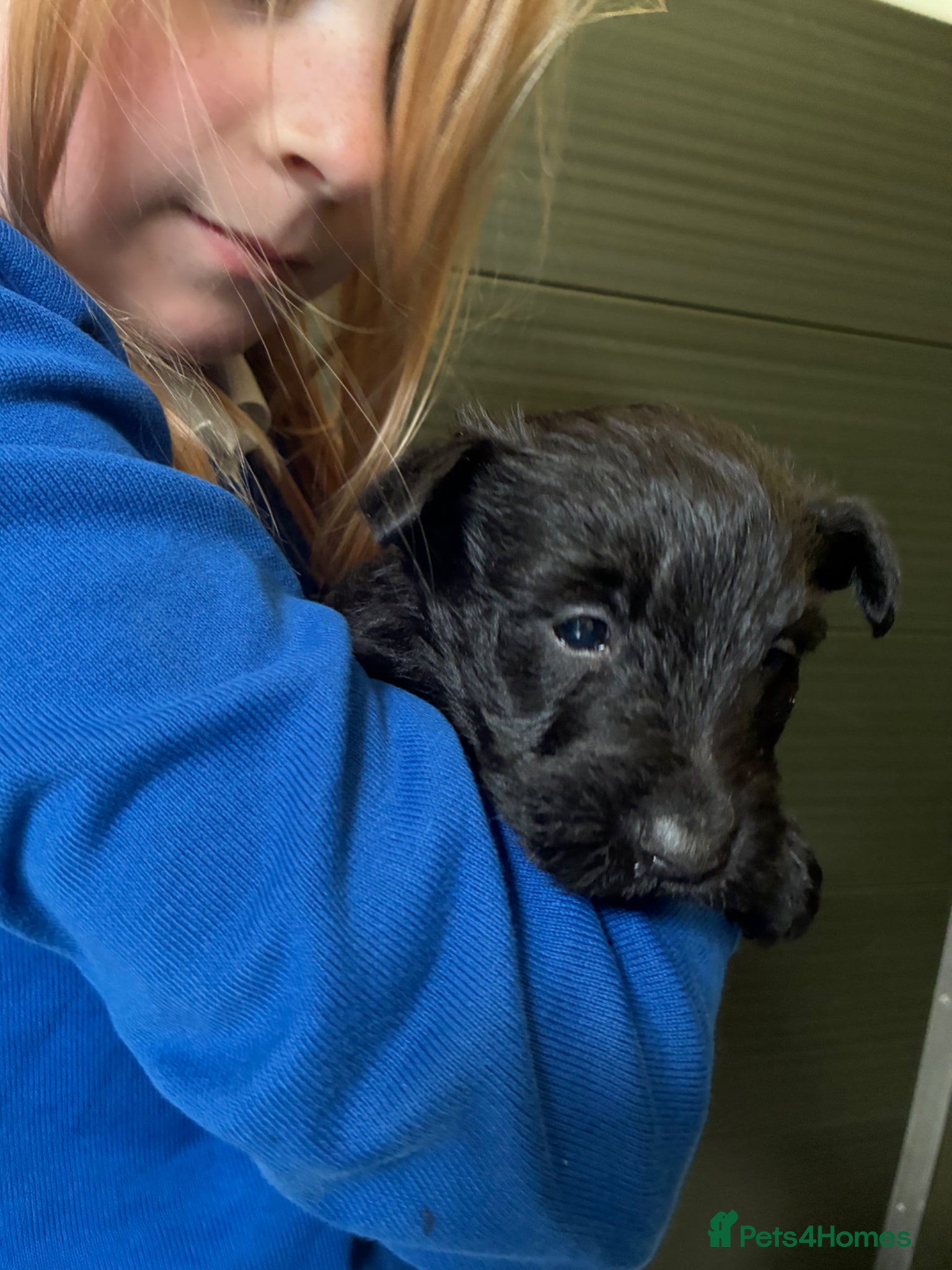 Scottish Terrier dogs Sweet Little Litter  - Advert 1