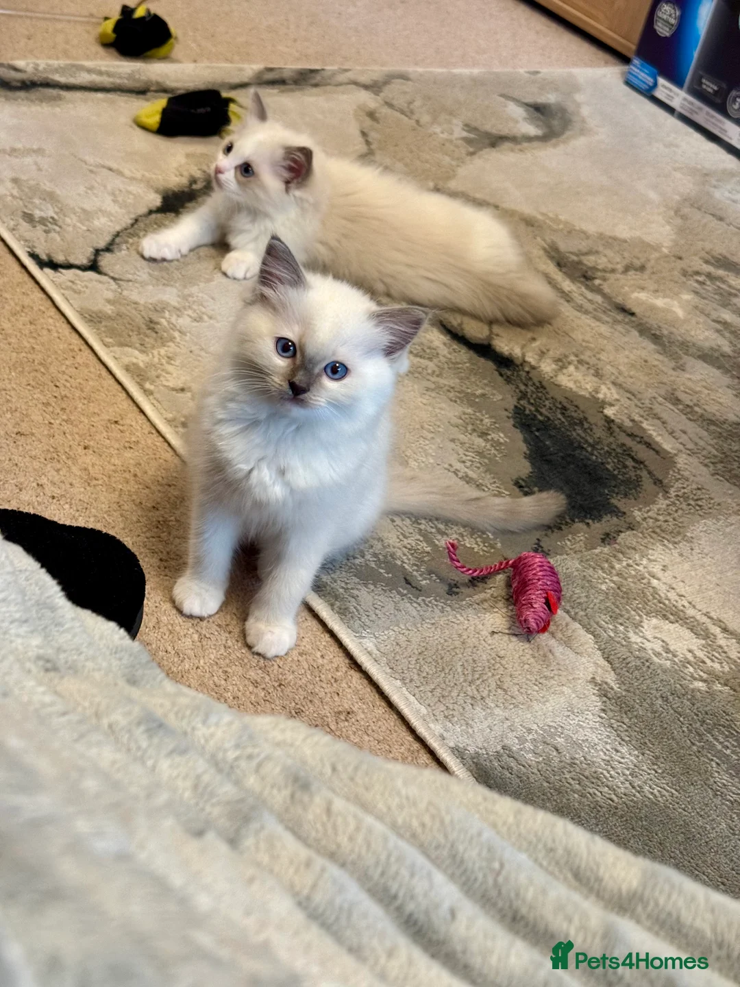 Ragdoll cats for sale: Now ready to leave – Blue Point– TICA Registered - Advert 25