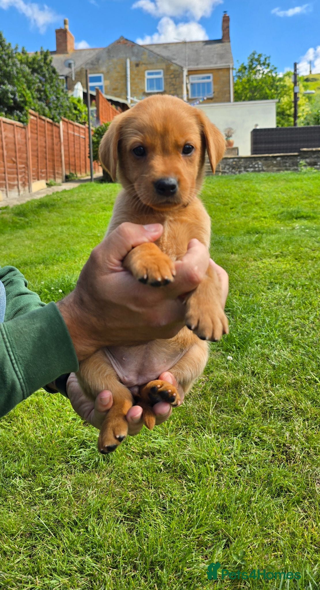 Labrador Retriever dogs KC Reg Working Fox Red Labrador  - Advert 2