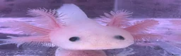 Axolotl reptiles for sale: Axolotl juveniles variety of morphs 3months old  - Advert 5